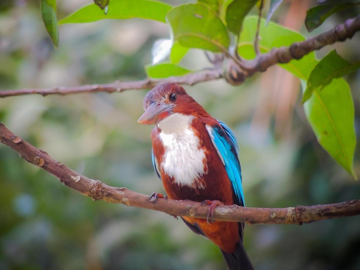 Birds Paradise Cabanas Unawatuna Eksteriør bilde