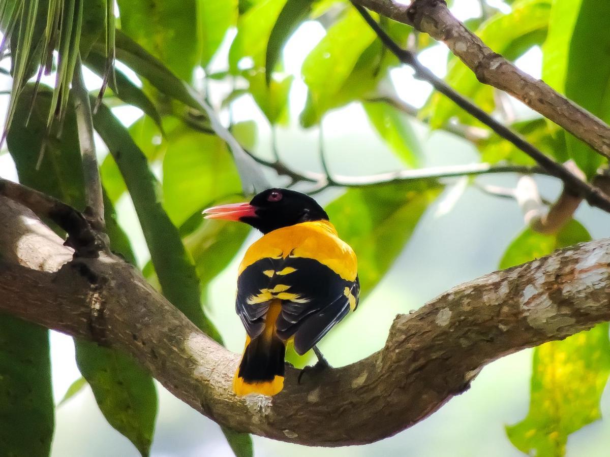 Birds Paradise Cabanas Unawatuna Eksteriør bilde