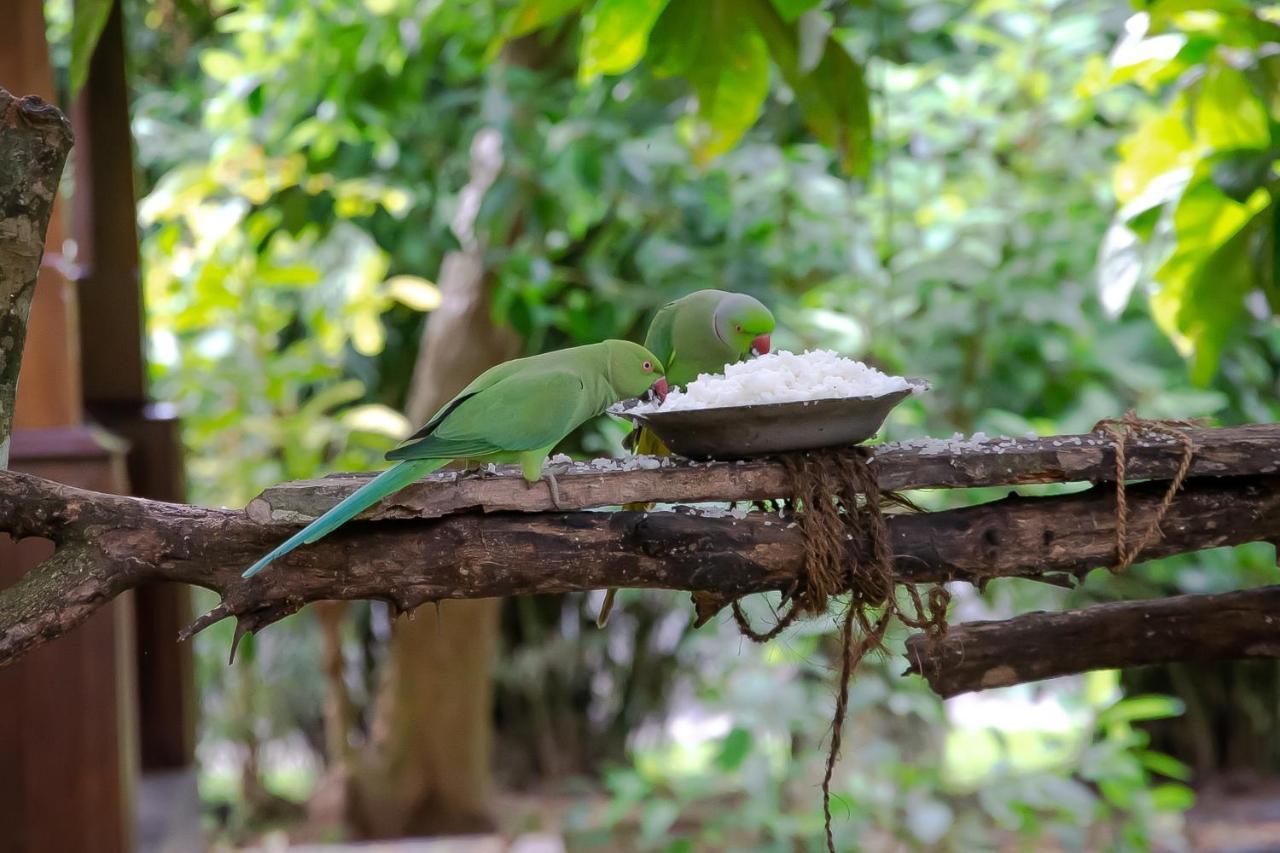 Birds Paradise Cabanas Unawatuna Eksteriør bilde
