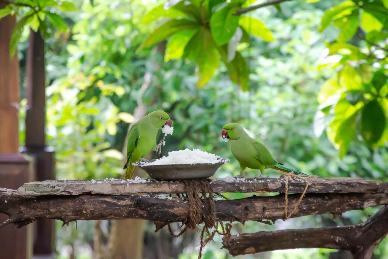 Birds Paradise Cabanas Unawatuna Eksteriør bilde