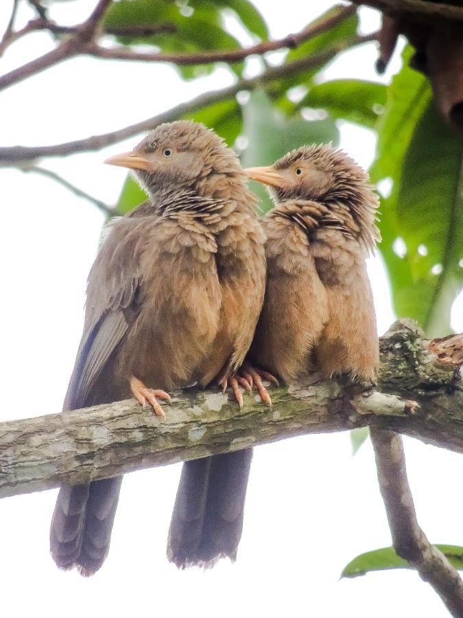 Birds Paradise Cabanas Unawatuna Eksteriør bilde