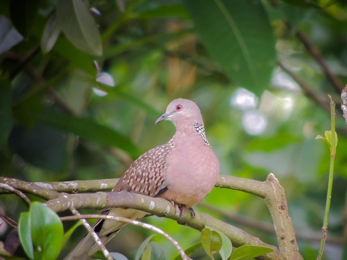 Birds Paradise Cabanas Unawatuna Eksteriør bilde