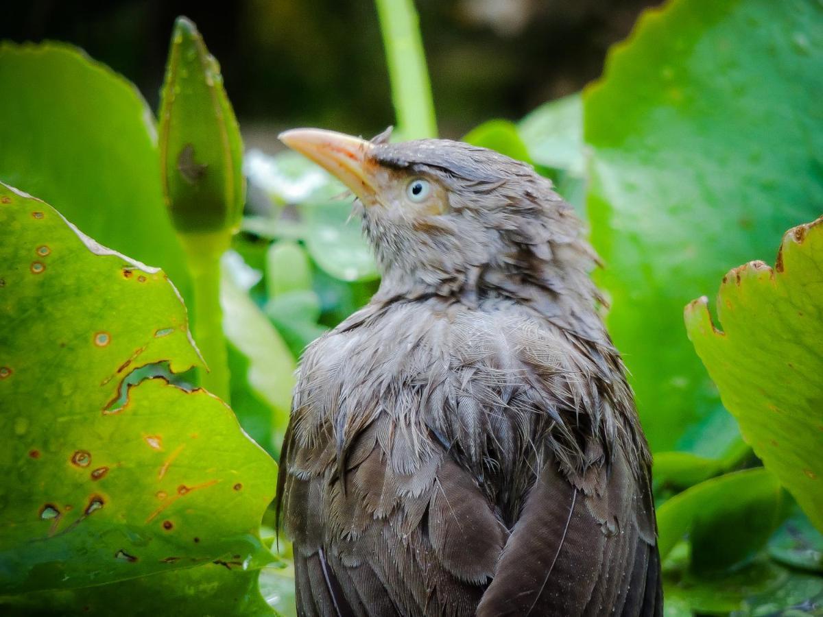 Birds Paradise Cabanas Unawatuna Eksteriør bilde