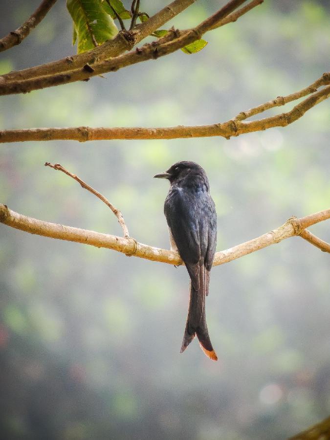 Birds Paradise Cabanas Unawatuna Eksteriør bilde