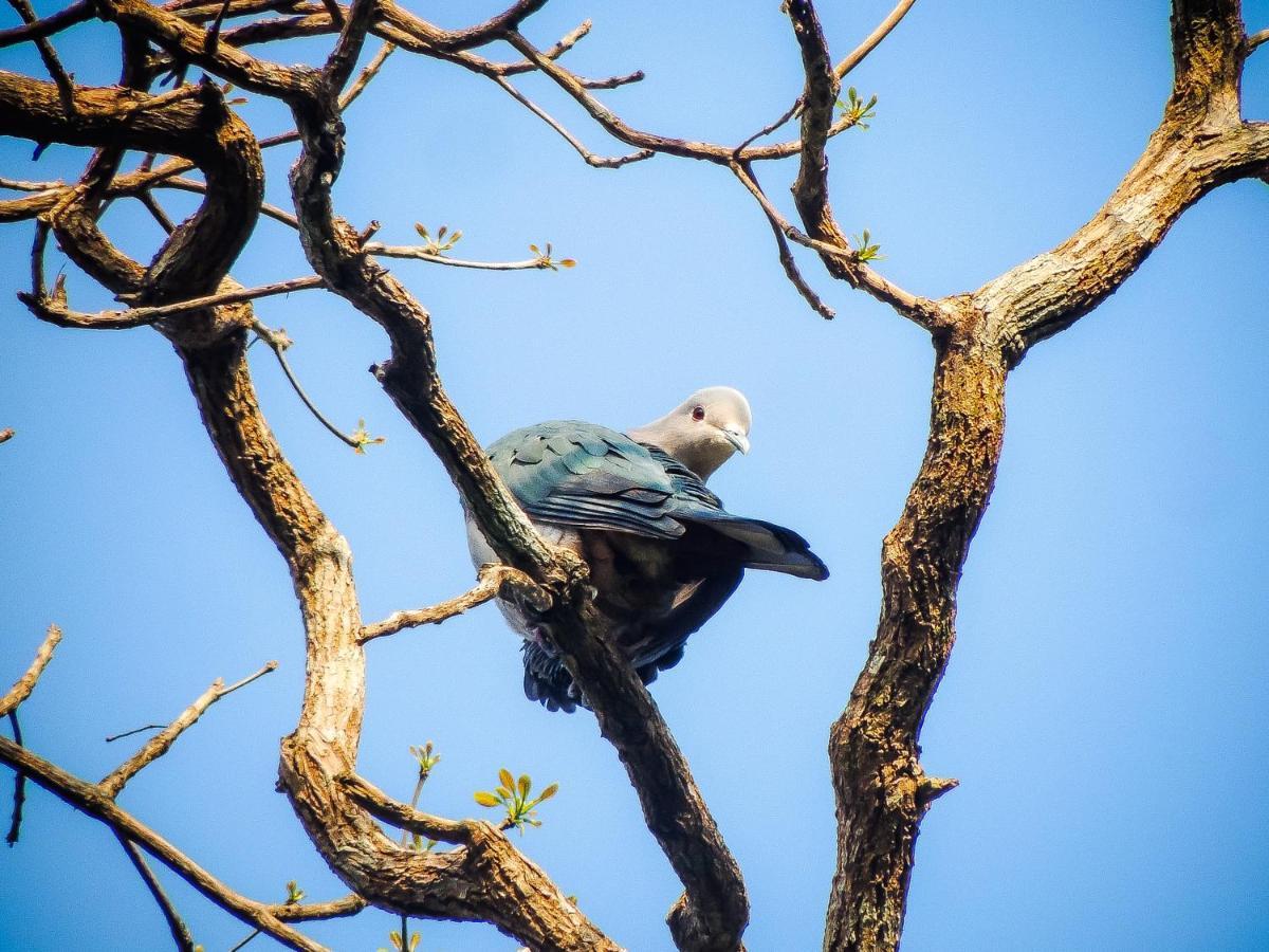 Birds Paradise Cabanas Unawatuna Eksteriør bilde