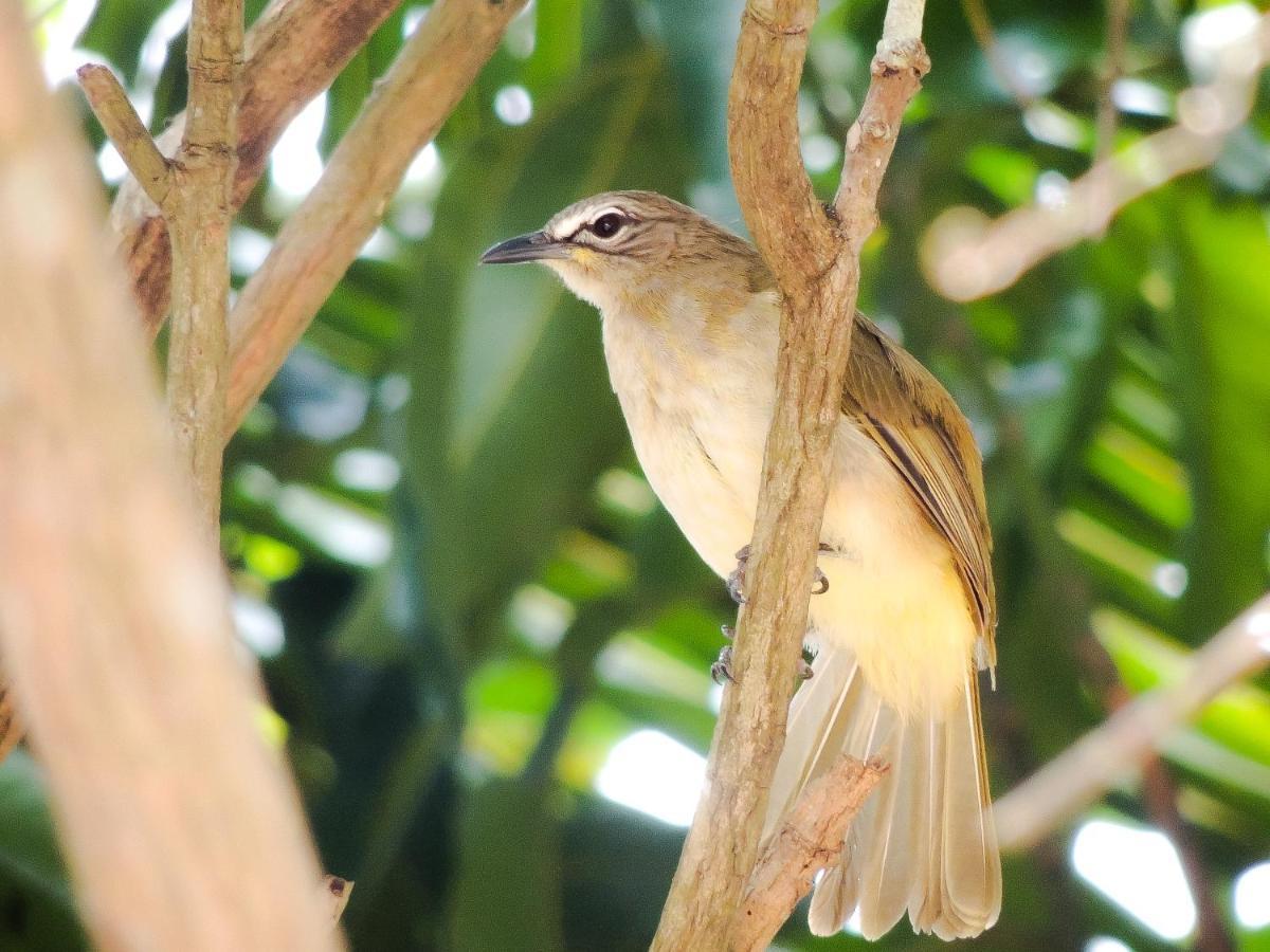 Birds Paradise Cabanas Unawatuna Eksteriør bilde